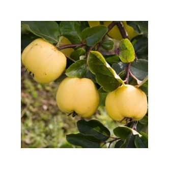 'Leskováczi' birs (konténeres)