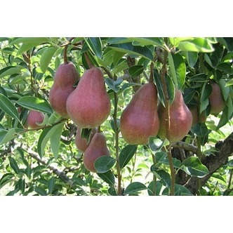 'Piros Vilmos' (syn.: 'Max Red Bartlett') körtefa (konténeres)