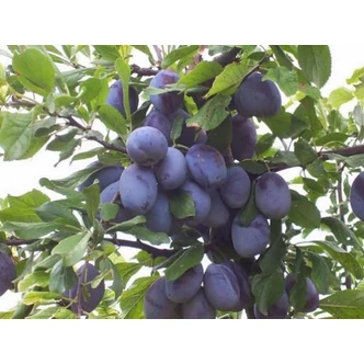 'President' szilva (konténeres) 'President' szilva (konténeres)