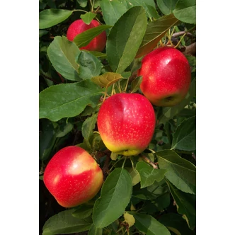 'Tenroy' (syn.: 'Royal Gala') almafa (konténeres) 'Tenroy' (syn.: 'Royal Gala') almafa (konténeres)
