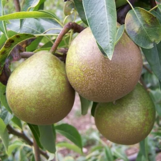 'Téli esperes' régi körte (konténeres)