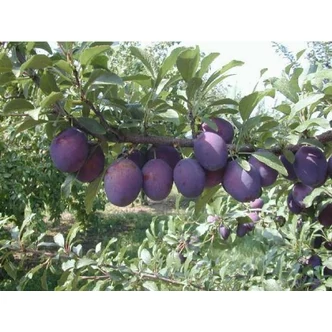 'Valor' szilva – óriás ringló (konténeres)