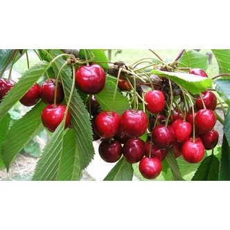 'Van' cseresznye - Extra méretű koros cseresznye