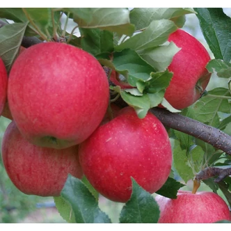 'Vista Bella' alma (konténeres)