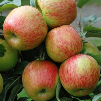 'Braeburn' alma (konténeres)