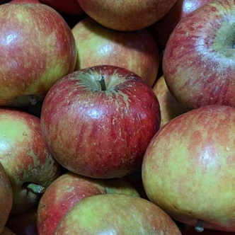 'Cox narancs renet' (syn.: 'Cox Orange Pippin', 'Cox's Orange') almafa (fiatal konténeres csemete) 'Cox narancs renet' (syn.: 'Cox Orange Pippin', 'Cox's Orange') almafa (fiatal konténeres csemete)