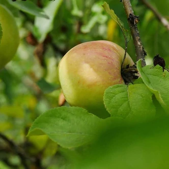 'Dülmener Herbstrosenapfel' (syn.: 'Dülmener Rosenapfel', 'Dülmener Rose') almafa (koros konténeres) 'Dülmener Herbstrosenapfel' (syn.: 'Dülmener Rosenapfel', 'Dülmener Rose') almafa (koros konténeres)