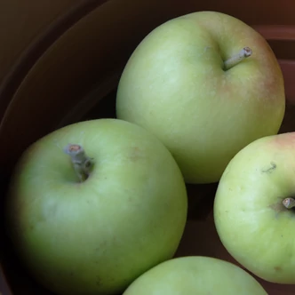 'Húsvéti rozmaring' régi almafajta (konténeres)