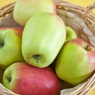 'Kandil Sinap' (syn.: 'Candil Sinap', 'Jubilee', 'Kandil', 'Kantil Sinap', 'Sai Sinope' stb.) almafa (konténeres) 'Kandil Sinap' (syn.: 'Candil Sinap', 'Jubilee', 'Kandil', 'Kantil Sinap', 'Sai Sinope' stb.) almafa (konténeres)