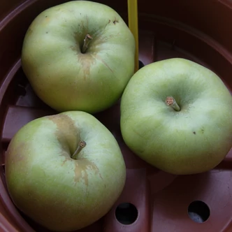 'London Pepin' (syn.: 'Magyar kálvil') régi téli almafajta (konténeres)