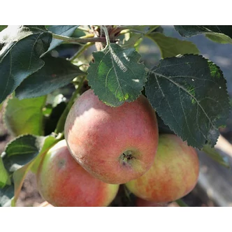'Pomforyou' (syn.: 'Lancelot') oszlopos almafa (konténeres) - MM106 alanyon 'Pomforyou' (syn.: 'Lancelot') oszlopos almafa (konténeres) - MM106 alanyon