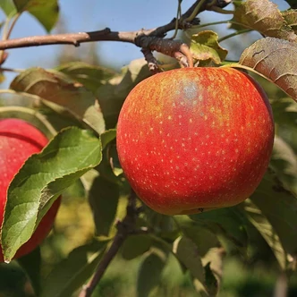 'Sonate' oszlopos almafa (konténeres)