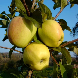 'Weißer Winterglockenapfel' (syn.: 'Altländer Glockenapfel', 'Echter Glocken', 'Glockenapfel', 'Schweizer Glockenapfel', 'White Winter Bell Apple', 'Pomme Cloche') almafa (koros konténeres) 'Weißer Winterglockenapfel' (syn.: 'Altländer Glockenapfel', 'Echter Glocken', 'Glockenapfel', 'Schweizer Glockenapfel', 'White Winter Bell Apple', 'Pomme Cloche') almafa (koros konténeres)