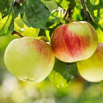'Winterrambour' (syn.: 'Rambour d’Hiver,' 'Rheinischer Winterrambur', 'Jägerapfel', 'Belle-Fleur de Hollande', 'Rambourg Rouge') almafa (koros konténeres)