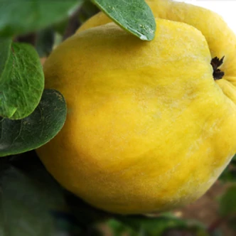 'Portugál' birs (konténeres)