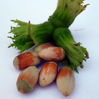 'Bergeri' – Mogyoró 'Bergeri' – Mogyoró