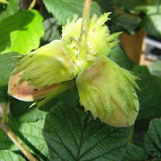 'Gunslebert' – Mogyoró 'Gunslebert' – Mogyoró