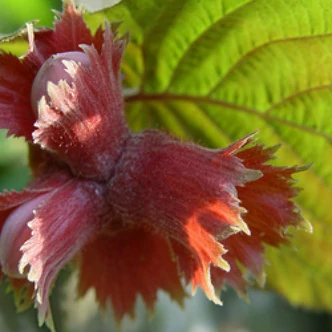 'Red Zeller / Rote Zellernuss' – Mogyoró 'Red Zeller / Rote Zellernuss' – Mogyoró