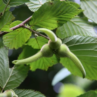 Corylus sieboldiana Corylus sieboldiana