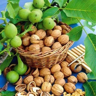 'Fernette' diófa (konténeres)