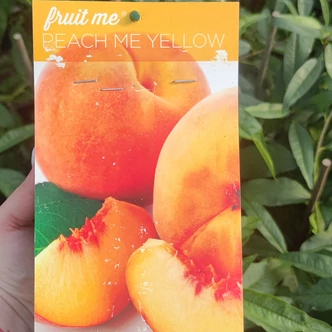 Fruit Me® 'Peach Me Yellow' törpe őszibarackfa Fruit Me® 'Peach Me Yellow' törpe őszibarackfa