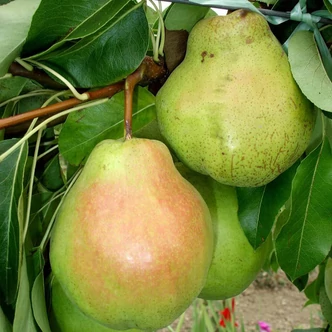 'Hardenpont' (syn.: 'Arenberg vajonca', 'Kozmás vajonc') téli vajkörtefa (konténeres) 'Hardenpont' (syn.: 'Arenberg vajonca', 'Kozmás vajonc') téli vajkörtefa (konténeres)