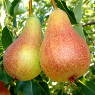 'Mirandino Rosso' rezisztens körtefa (konténeres)