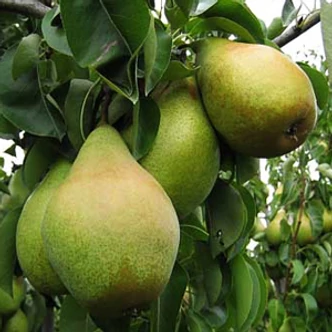 'Nojabraskaja' (syn.: 'Xenia', 'Novembra') rezisztens körtefa (konténeres) 'Nojabraskaja' (syn.: 'Xenia', 'Novembra') rezisztens körtefa (konténeres)