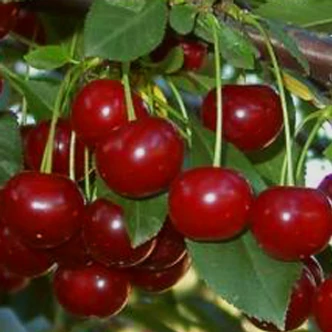 'Érdi bőtermő' meggyfa (öntermékeny) (extra méretű koros)