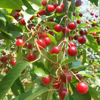 'Pipacs 1' meggyfa (öntermékeny) (konténeres)