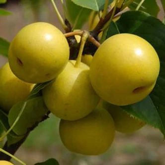 'Nijisseiki' rezisztens japán körte (nashi) (konténeres)