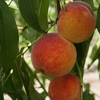 'Benedicte' (syn.: ’Meydicte’) rezisztens őszibarackfa – vadőszi alanyon 'Benedicte' (syn.: ’Meydicte’) rezisztens őszibarackfa – vadőszi alanyon
