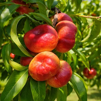 'Rubmania' (Fruit Me Plate Me Necta) – Balkon nektarinfa, törpe laposbarackfa (öntermékeny)
