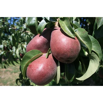 'Piros Clapp' (syn.: 'Starkrimson', 'Crimson Red', 'Red Clapp's') körtefa (konténeres) 'Piros Clapp' (syn.: 'Starkrimson', 'Crimson Red', 'Red Clapp's') körtefa (konténeres)