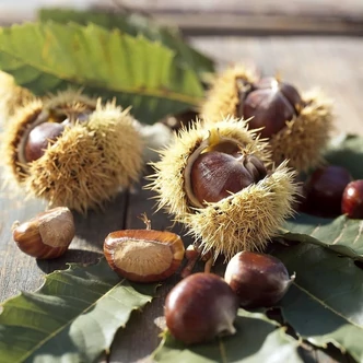 Castanea sativa 'Glabra' – Szelídgesztenye Castanea sativa 'Glabra' – Szelídgesztenye