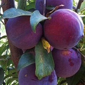 'Angeleno' (syn.: 'Angelino', 'Suplumsix') japán szilvafa (konténeres) 'Angeleno' (syn.: 'Angelino', 'Suplumsix') japán szilvafa (konténeres)