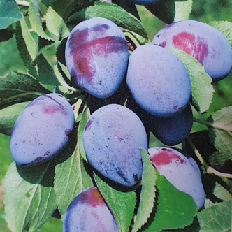 'Duránci' szilvafa (konténeres)