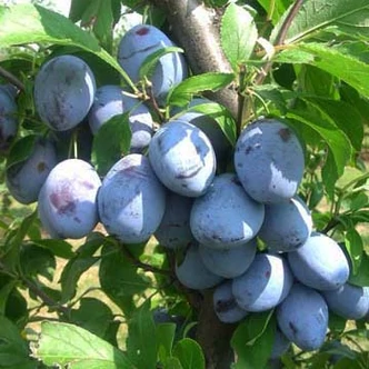 'Hanka' szilva (konténeres) 'Hanka' szilva (konténeres)