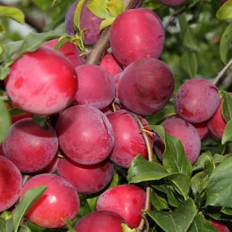 'Opal' törpe szilvafa (konténeres) 'Opal' törpe szilvafa (konténeres)