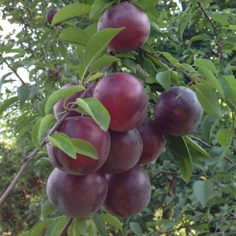 'Ruth Gerstetter' ringló szilvafa (konténeres)