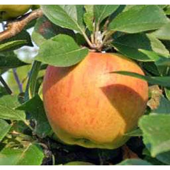 'Téli arany parmen' (syn.: 'Reine des Reinettes', 'Goldparmäne', 'King of the Pippins') régi almafajta (konténeres)