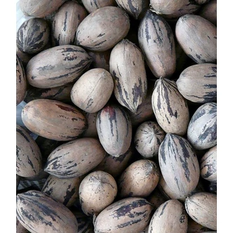 Carya illinoinensis 'Wichita' – Pekándiófa