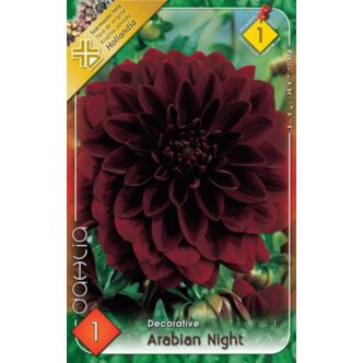 Dekoratív dália 'Arabian Night' (bordó)