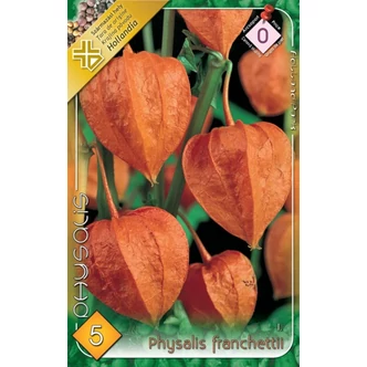 Physalis franchettii - Lampionvirág