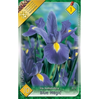 Iris hollandica 'Blue Magic' - Holland írisz (kék/lila)