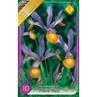 Iris hollandica 'Frans Hals' - Holland írisz (lila/sárga)
