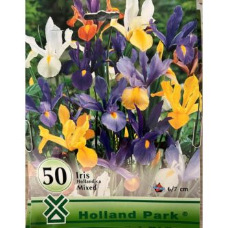 Iris hollandica - Holland írisz (színkeverék) (50 db)