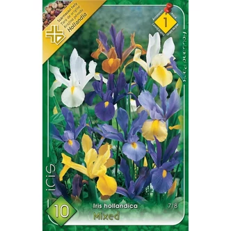 Iris hollandica - Holland írisz (színkeverék) Iris hollandica - Holland írisz (színkeverék)