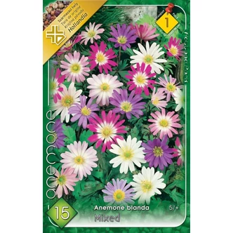 Anemone blanda - Csinos szellőrózsa (színkeverék)