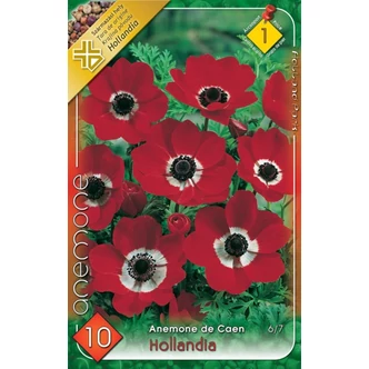Anemone de Caen 'Hollandia' - Koronás szellőrózsa (piros)